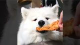 Hur gör man en hund att äta broccoli