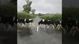 Kühe springen die Fahrbahnmarkierungen