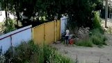 Two children try to steal a wheelbarrow