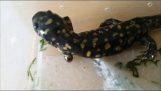 A salamander regenerates the severed leg