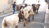 He wanted to run beside the bulls