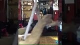 Jaszczurka make pole dancing