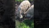 HOGS de schapen;