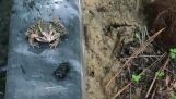 Σκαθάρι εναντίον βάτραχου