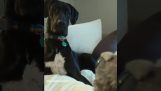 Η αντίδραση ενός σκύλου μπροστά σε ένα τρομακτικό κουκλάκι
