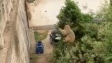 Πίθηκος χρησιμοποιεί ένα δέντρο για να πηδήξει πιο μακριά
