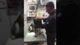 Um cão da polícia ao veterinário