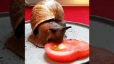 Snail äta en tomat i timelapse