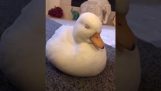 A very tired duck