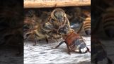 Bienen reinigen einen Kollegen mit Honig bestrichen