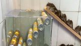 trappola per topi in casa