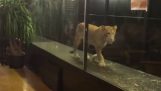 Bar a Istanbul espone un leone per attirare i clienti