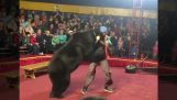 Bear attacks trainer in a circus
