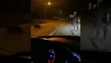 Automobilist ajută castor traverseze drumul