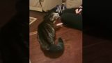 Μια γάτα φοβάται τα ψεύτικα αυτιά γάτας
