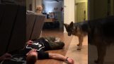 Two dogs trying to wake their owner