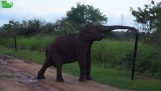 elefante inteligente passa de uma cerca eléctrica