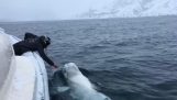 Velryba hraje míč s mužem
