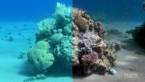 Ein Algorithmus, das Wasser aus den Unterwasserbildern entfernt