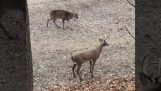 Deer proti falešným jelenů