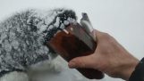Fodgænger redder en hvalp (Rusland)