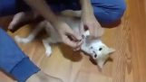 Hoe kalmeren een kat om de nagels knippen