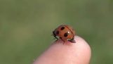 ağır çekimde bir ladybird Uçan
