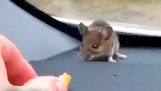 Миша в машині