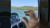 Σκύλος οδηγεί ένα θαλάσσιο σκάφος
