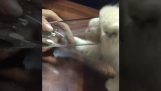 Pisica deține un pahar cu apă