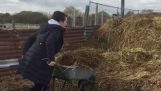 Emptying a wheelbarrow with manure