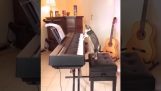 The cat musician