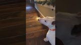 Câine încearcă să coboare o scară