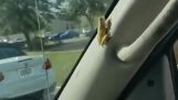 Żaba w samochodzie