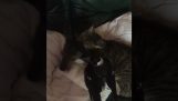 un cangur, o pisică și o coțofană pe o canapea