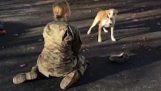 Dog întâlnește spatele proprietarului său, după opt luni