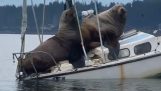 Dwa lwy morskie na małej łódce