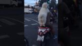 An careful dog on a motorcycle