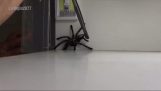Cómo atrapar una araña grande