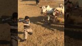 Due mucche accendono durante la cerimonia (Pakistan)