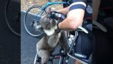 Thirsty koala asking water from cyclists