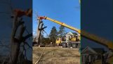 Hoe een boom wordt geconstrueerd