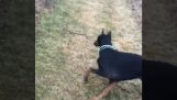 Dog comes to save his owner from a snake