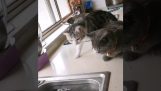 Curious cats watching a fish