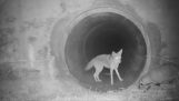 A coyote and badger entering a tunnel together