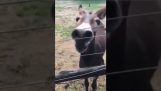 A donkey welcomes his owner with joy