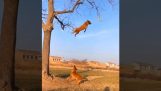 Lietajúci pes
