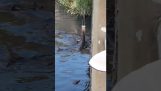 Αλιγάτορας αρπάζει το τάμπλετ ενός τουρίστα