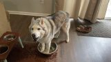 A husky asks for water