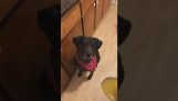 Σκύλος δοκιμάζει μια πίκλα